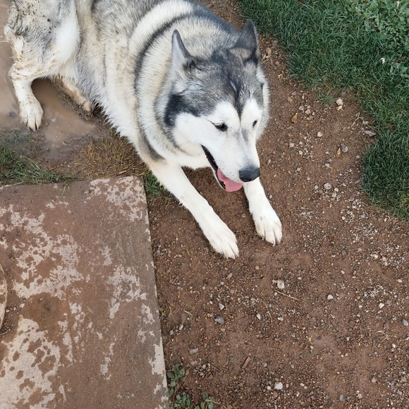 Meet your Posher, Tina - Picture 4 of 5